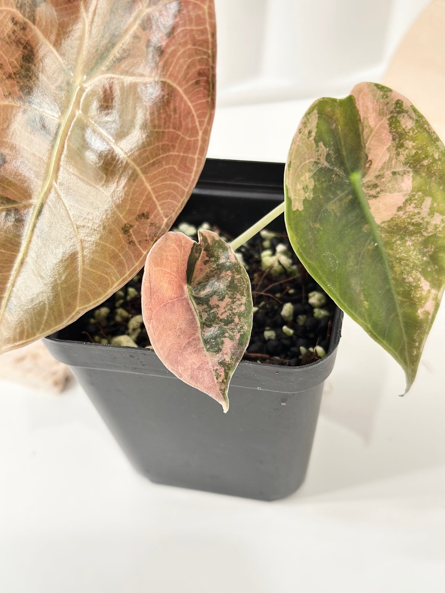 Alocasia Sedenii variegated - aurea