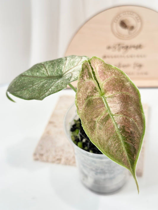 Alocasia Azlanii variegated - albo/pink