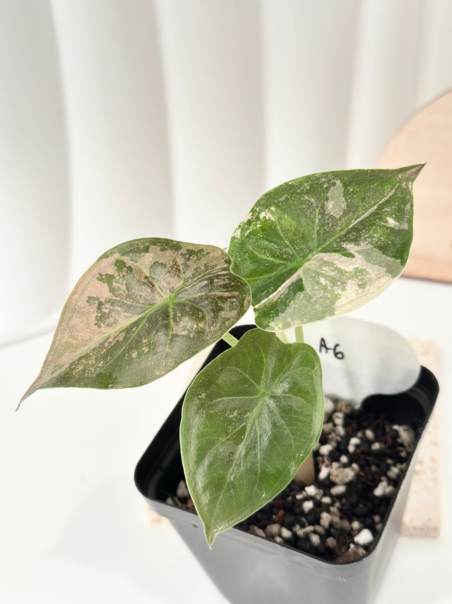 Alocasia Wentii variegated - pink/ albo (A6)