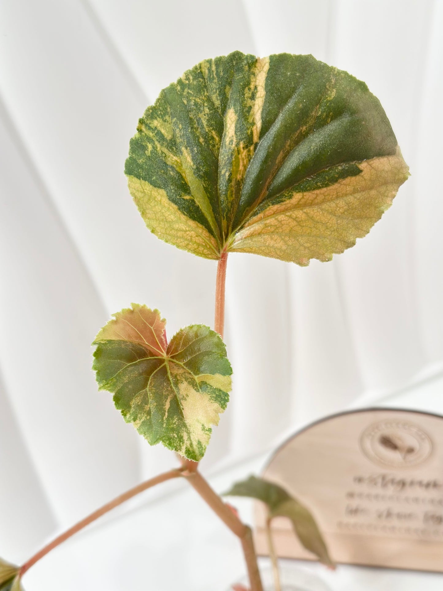 Begonia Cucullata variegated - aurea