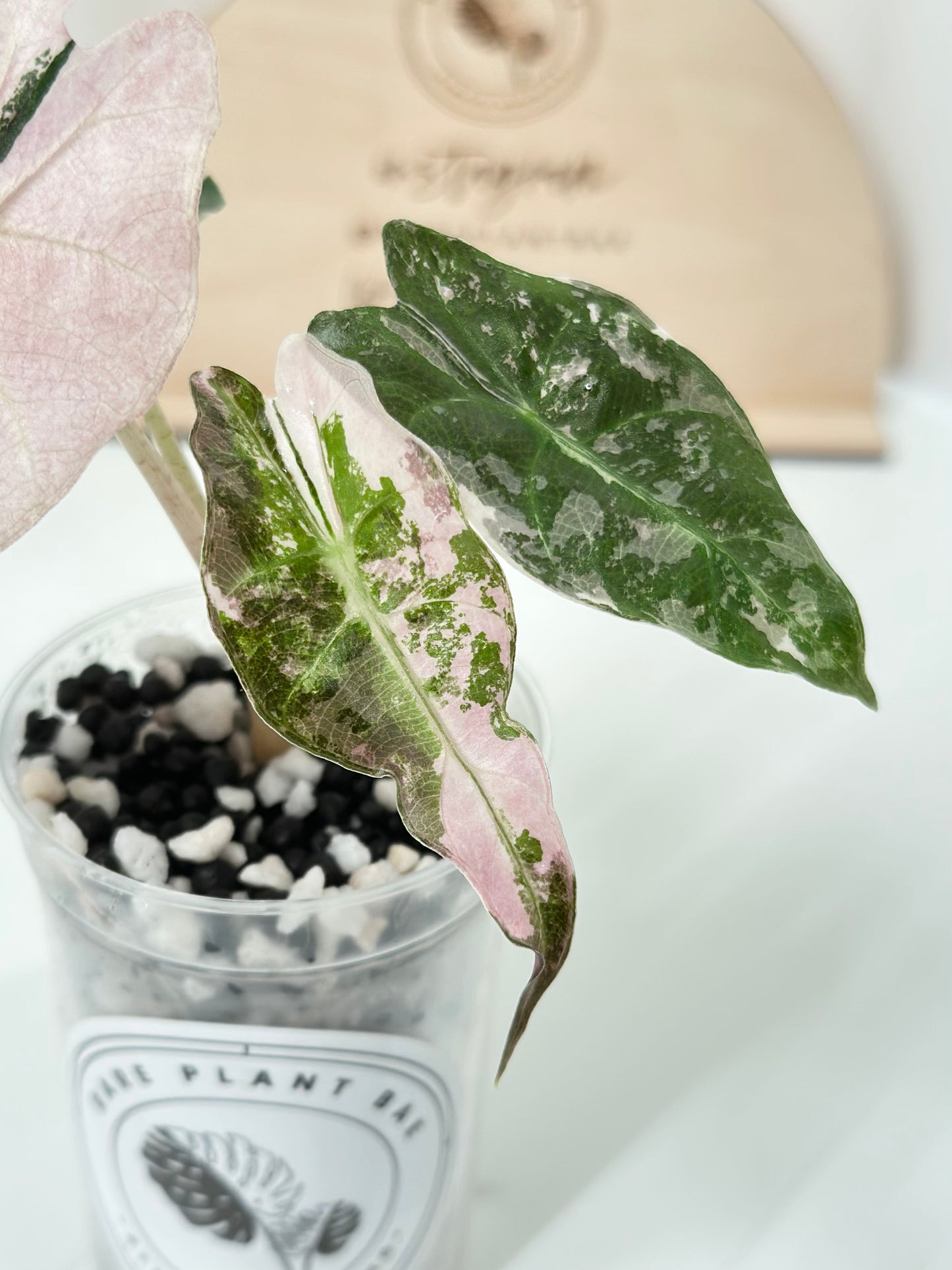 Alocasia Polly variegated - Pink