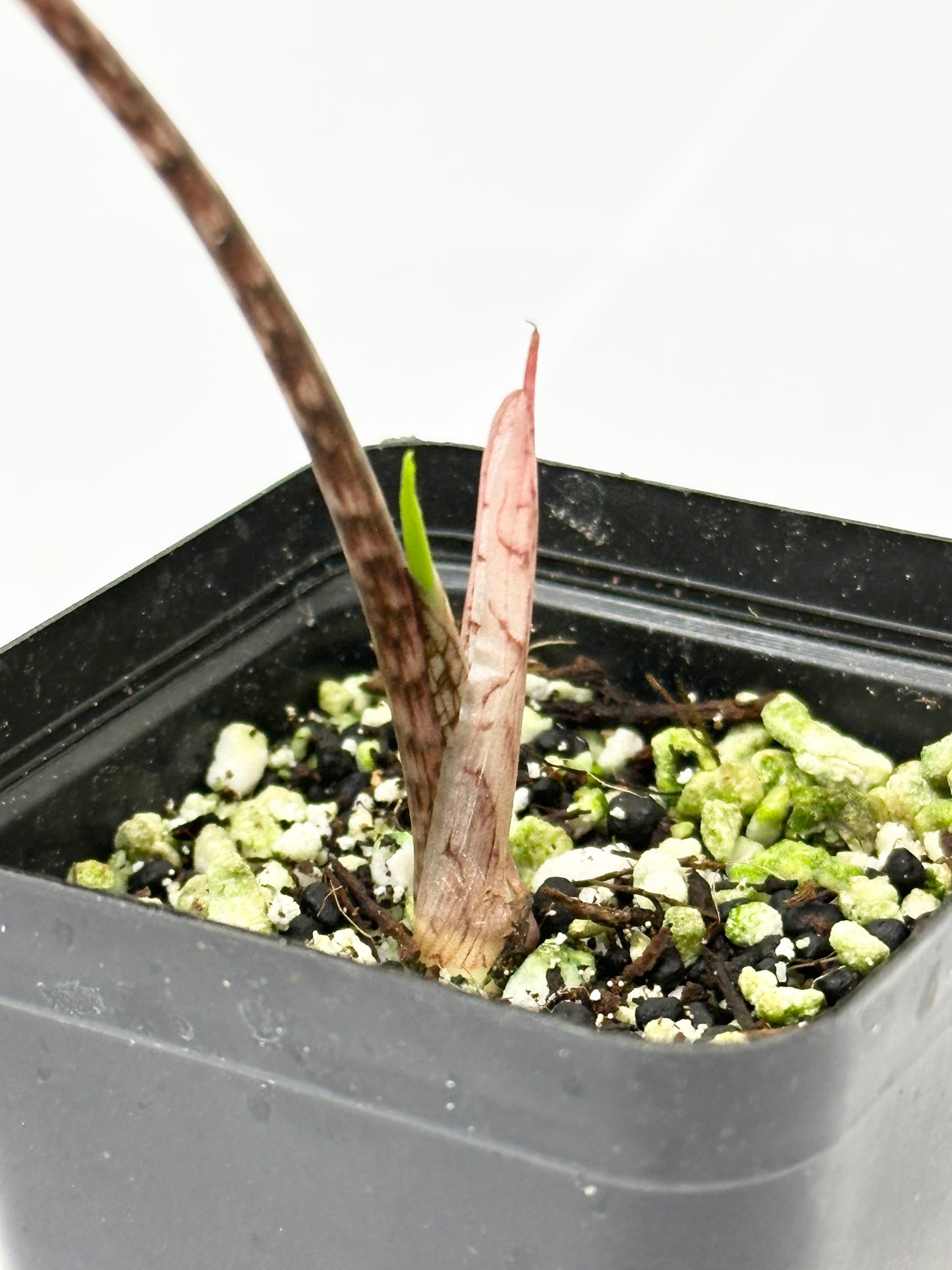Alocasia Tandurusa variegated aurea (previously Jacklyn)