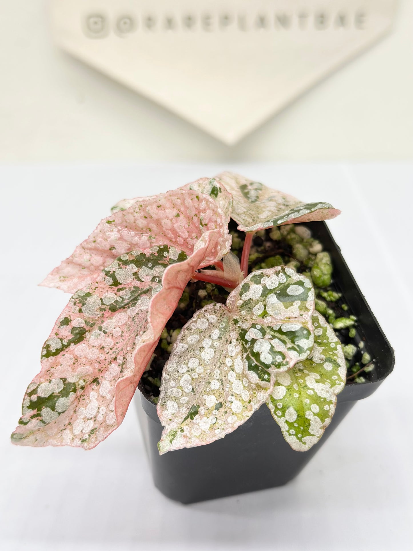 Begonia "Snow Capped" variegated