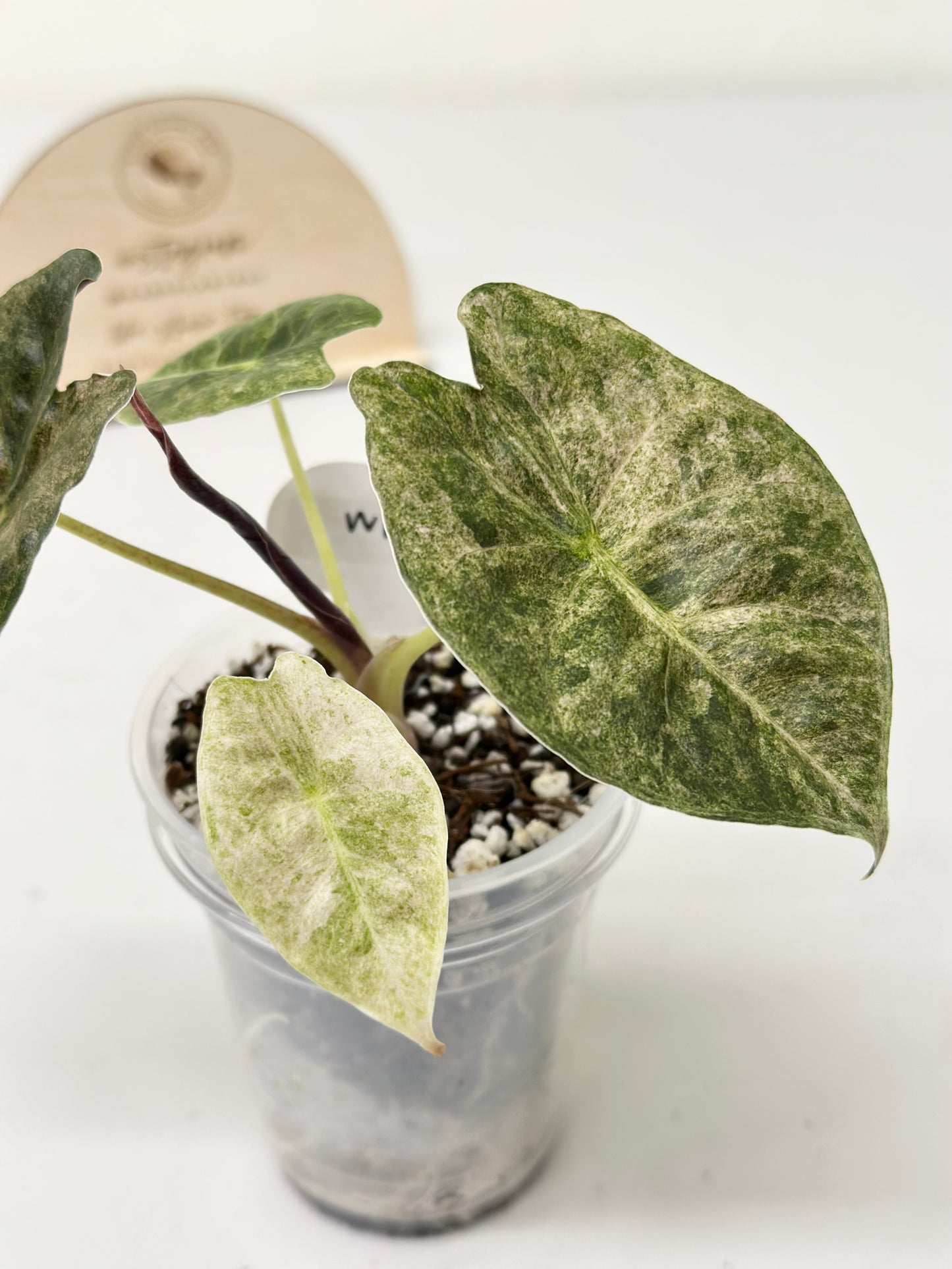 Alocasia Golden Bone variegated - pink mint (W1)