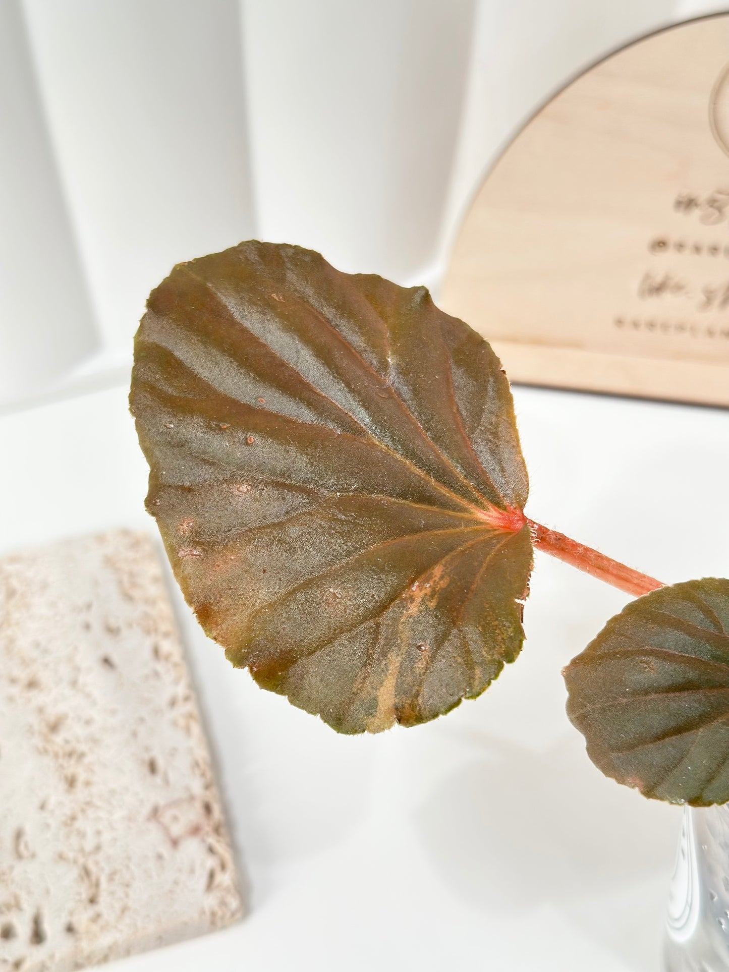 Begonia Cucullata variegated - aurea
