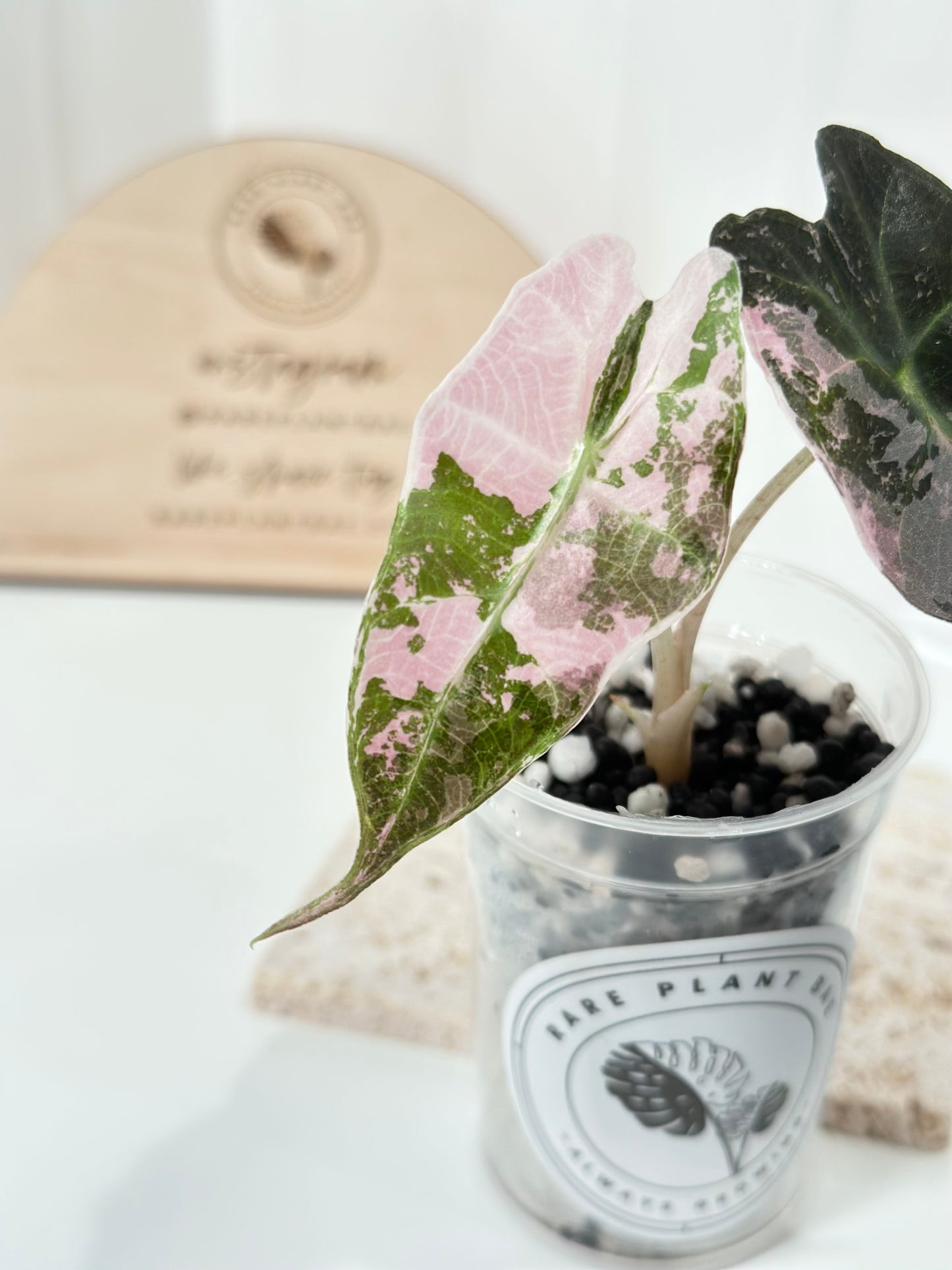 Alocasia Polly variegated - Pink