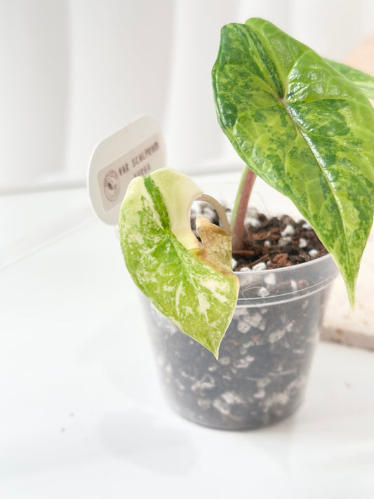 Alocasia Scalprum variegated - aurea