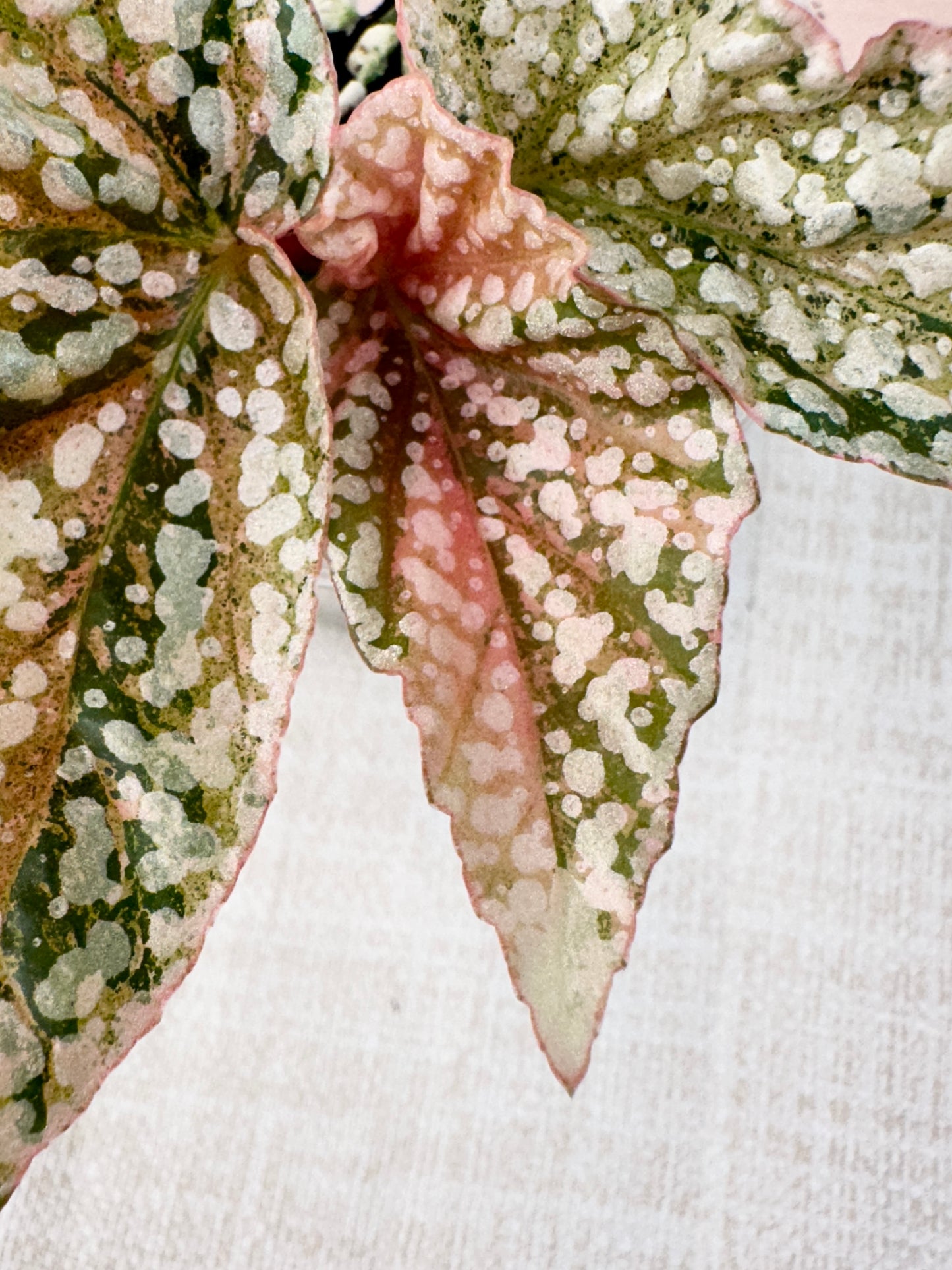 Begonia "Snow Capped" variegated