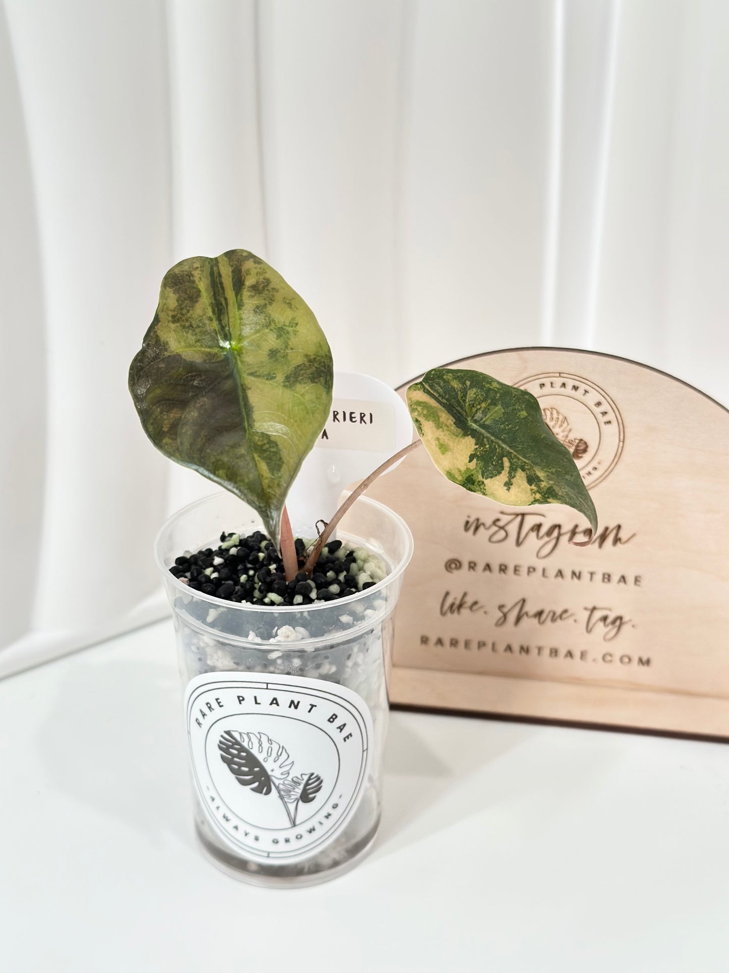 Alocasia Chantrieri variegated - aurea
