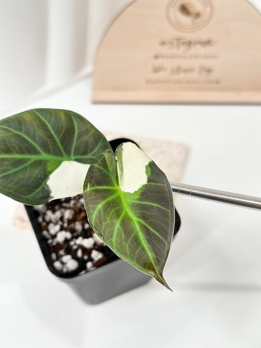 Alocasia Regal Shield Variegated - albo