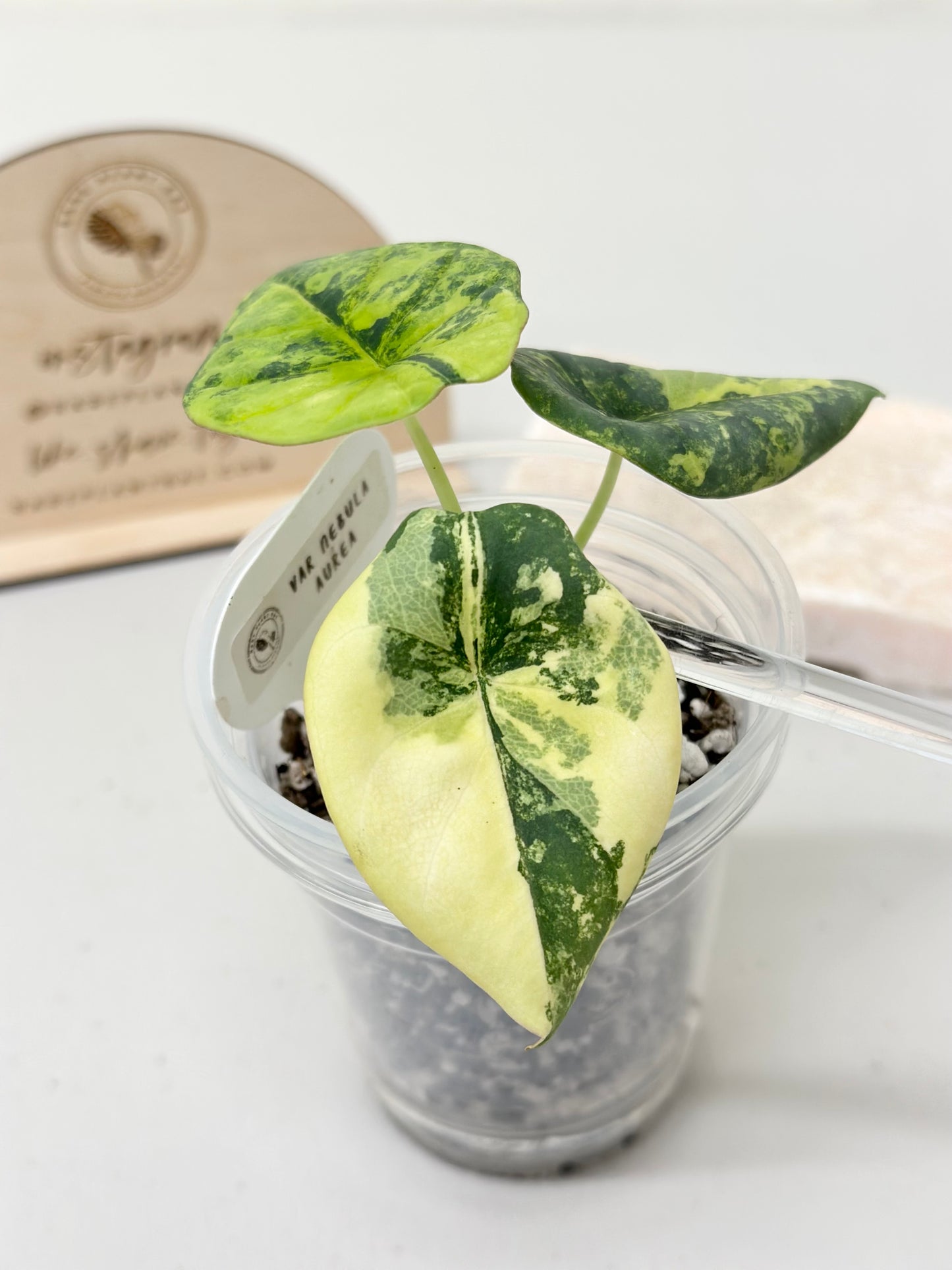 Alocasia Nebula Variegated - aurea