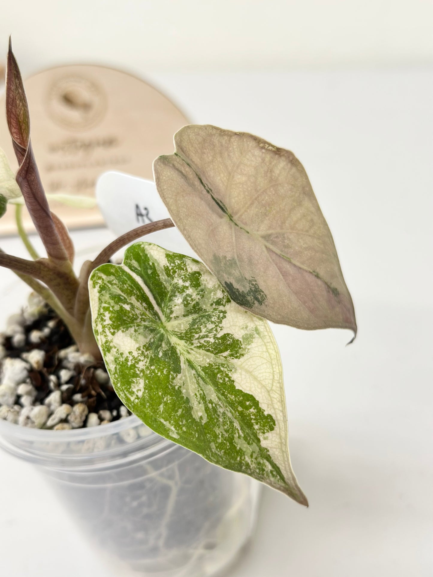 Alocasia Wentii variegated - pink/ albo (A3)