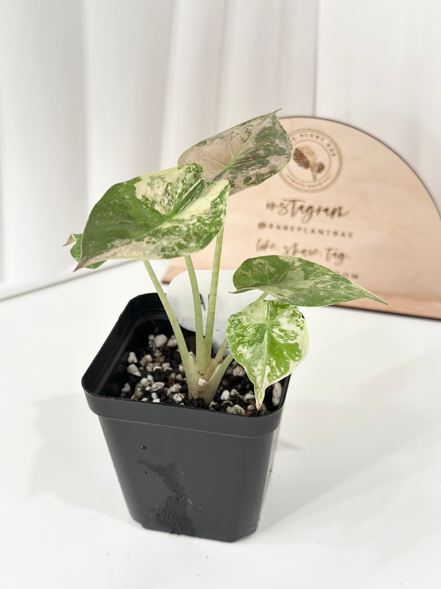 Alocasia Wentii variegated - pink/ albo (A1)