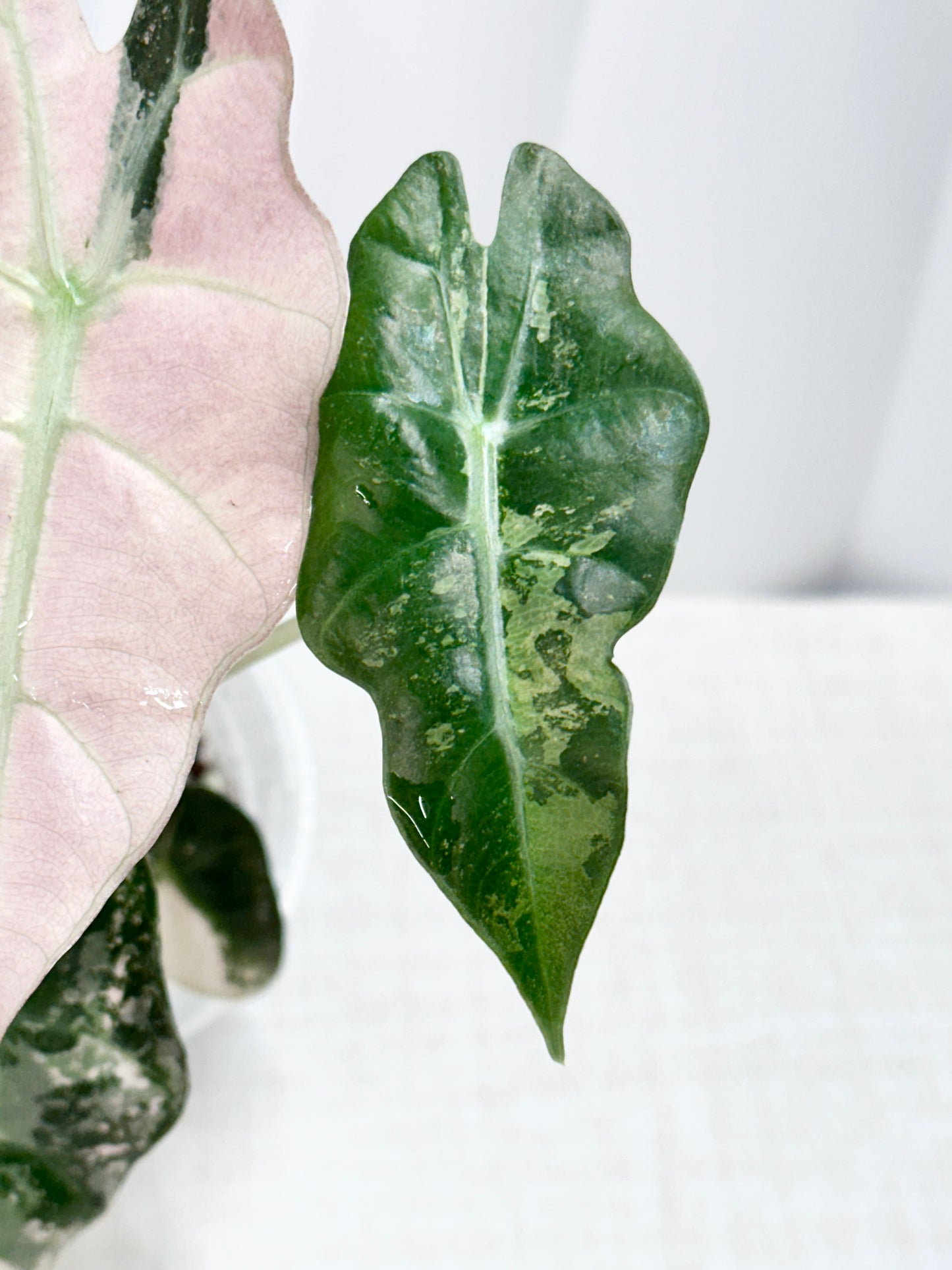 Alocasia Polly variegated - Pink