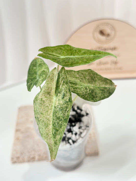 Alocasia Black Satun Variegated - Stardust