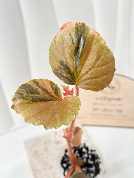 Begonia Cucullata variegated - aurea