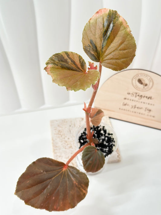 Begonia Cucullata variegated - aurea