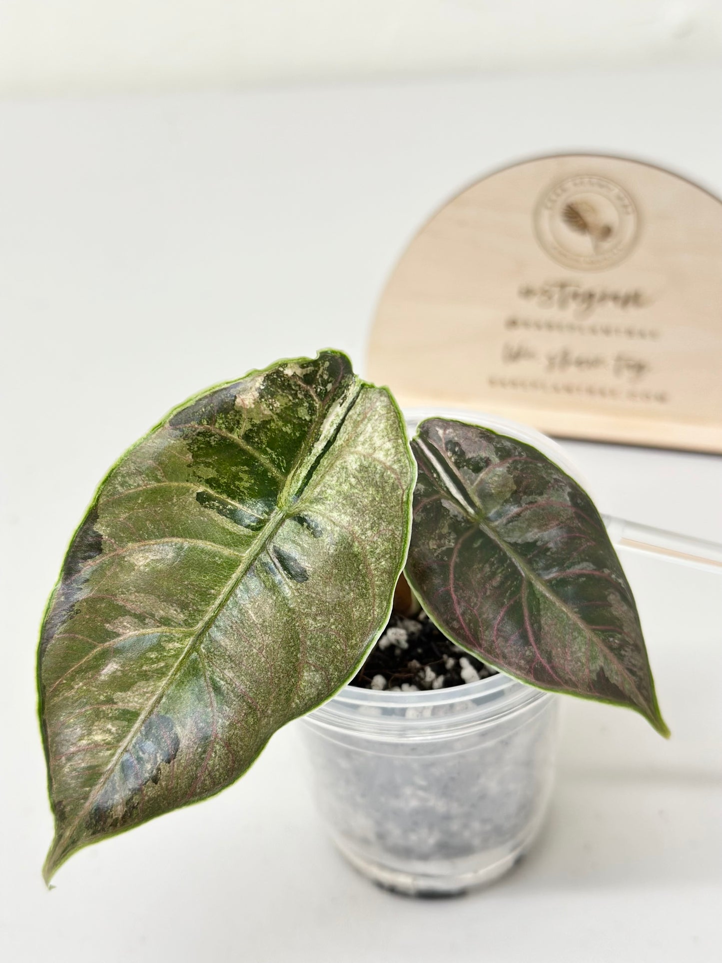Alocasia Azlanii variegated - albo/pink