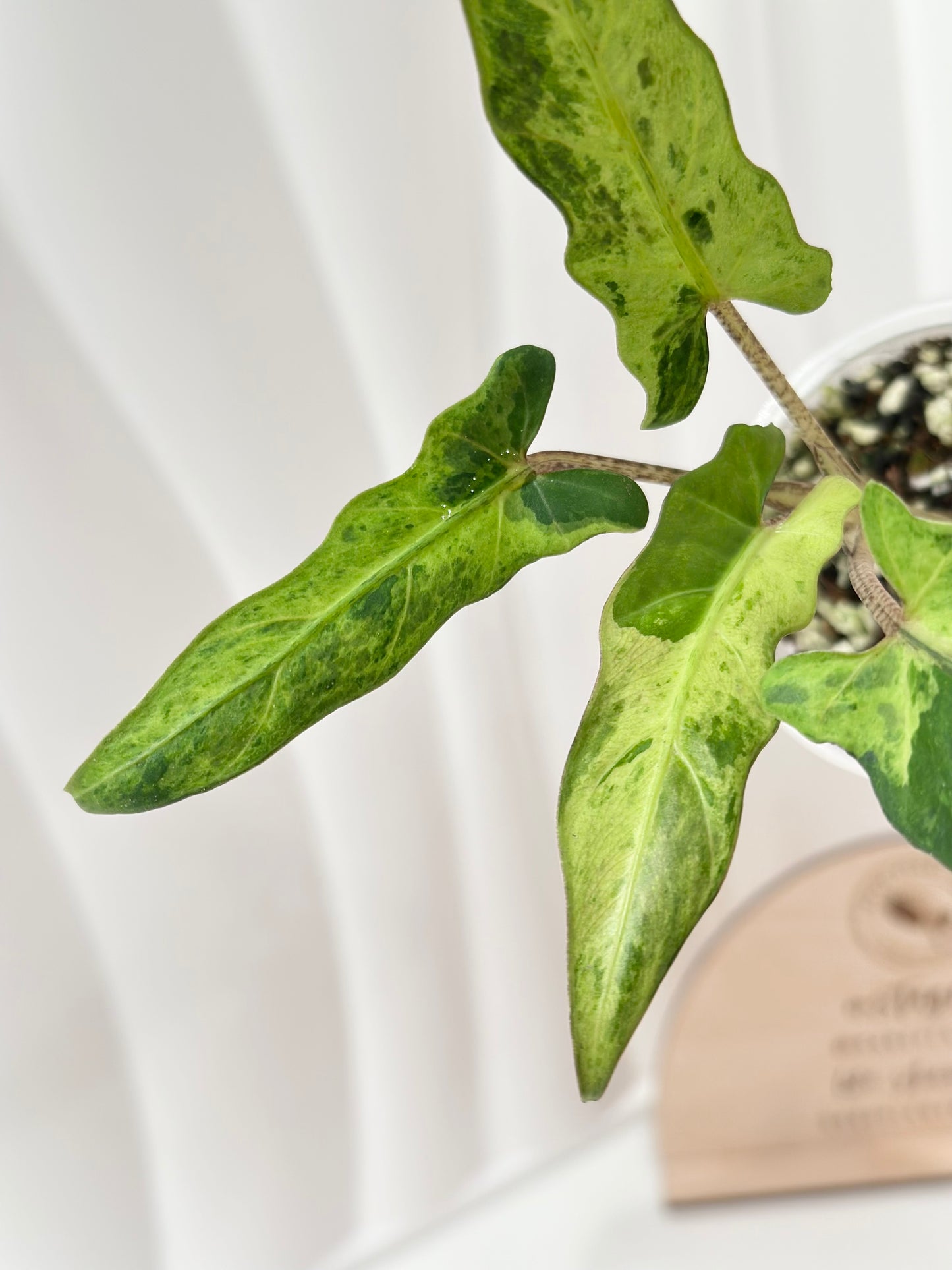 Alocasia Lauterbachiana variegated - aurea