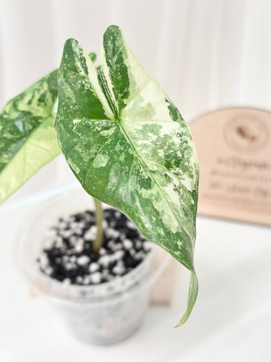 Alocasia Simpo Variegated - albo