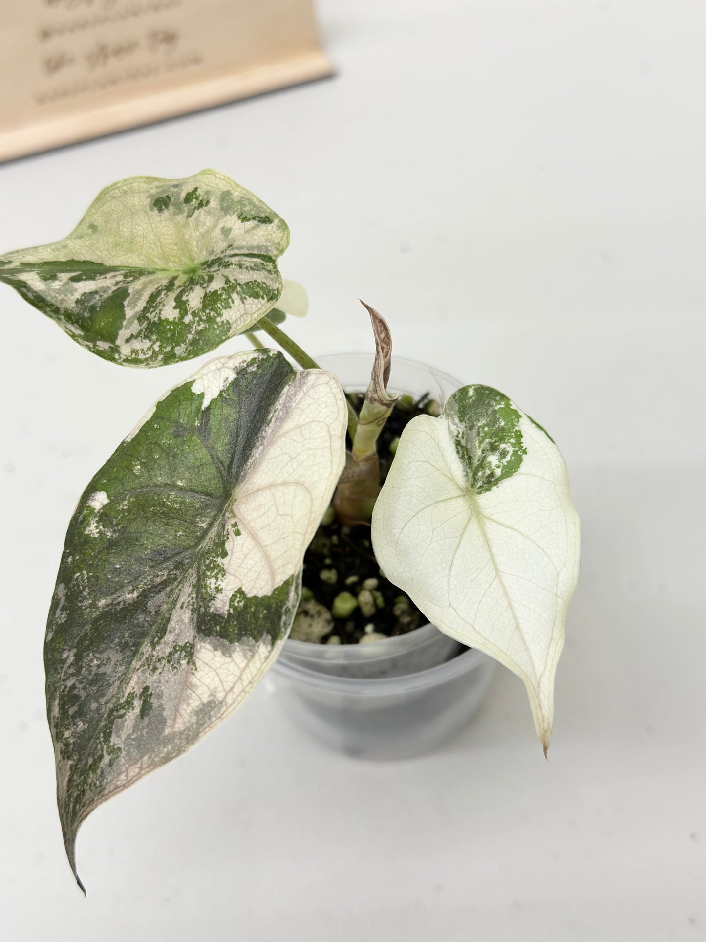 Alocasia Wentii variegated - pink/ albo (A8)