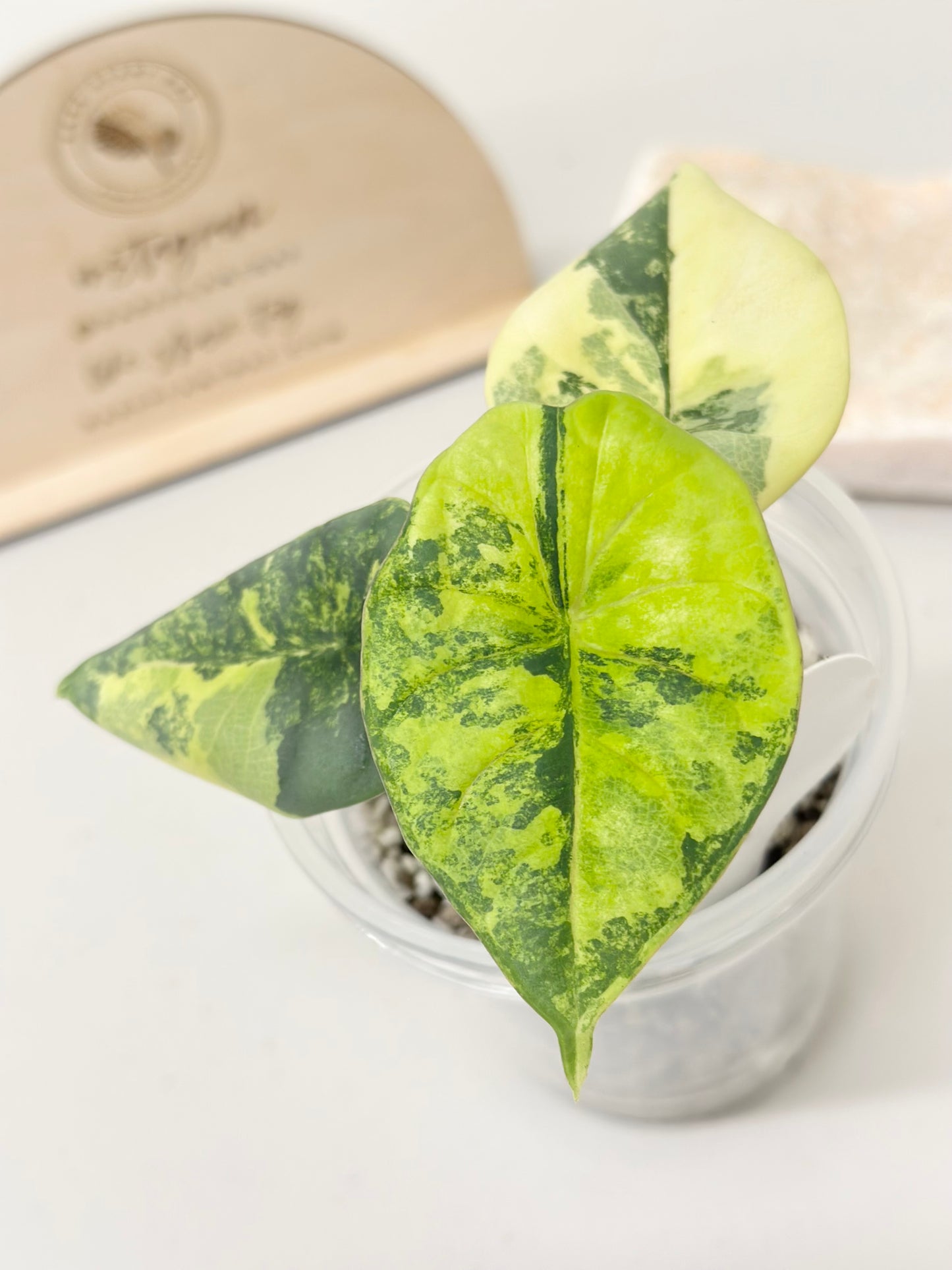 Alocasia Nebula Variegated - aurea