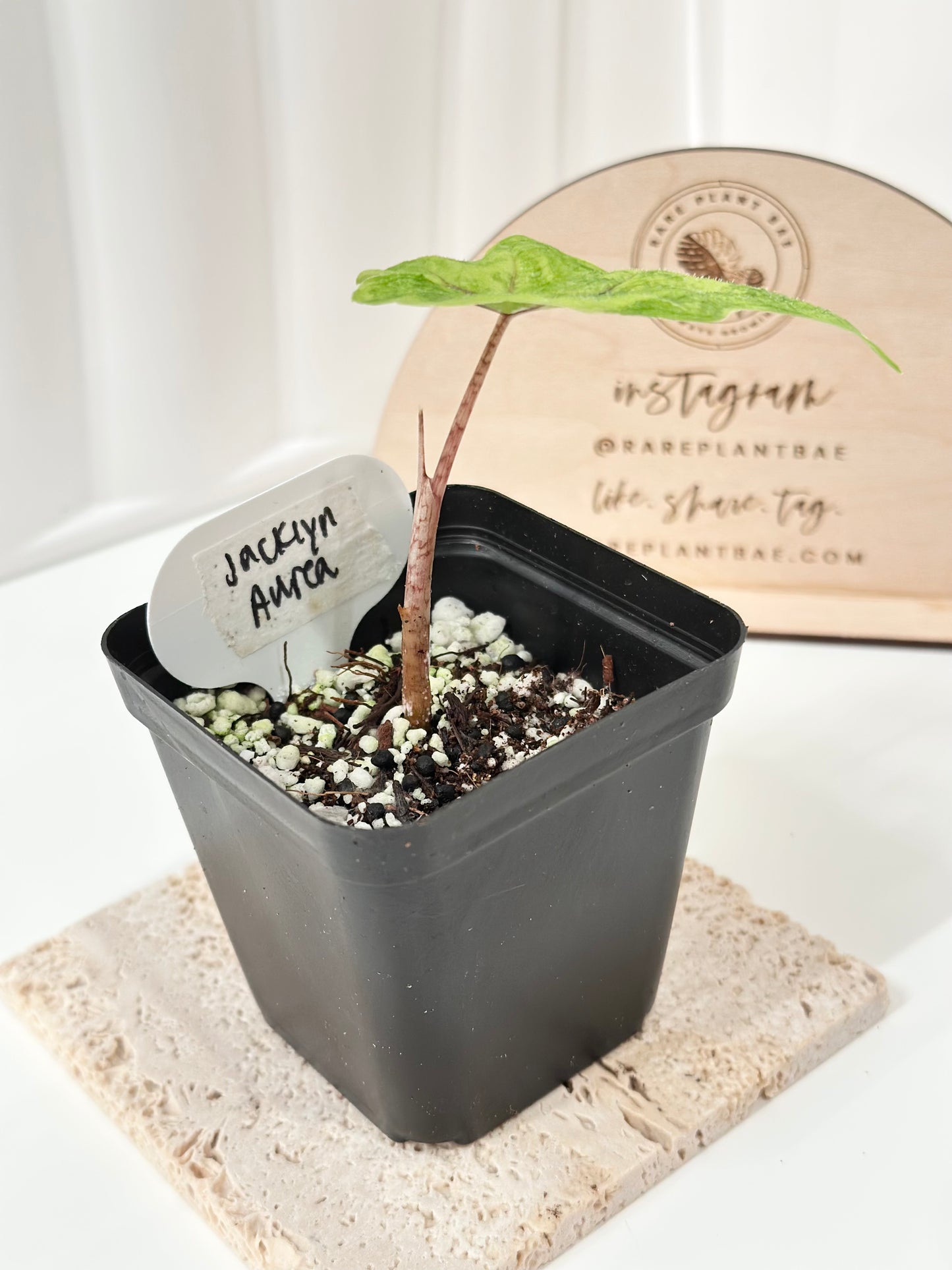 Alocasia Tandurusa variegated aurea (previously Jacklyn)