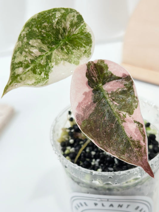 Alocasia Cuprea Variegated - pink marble