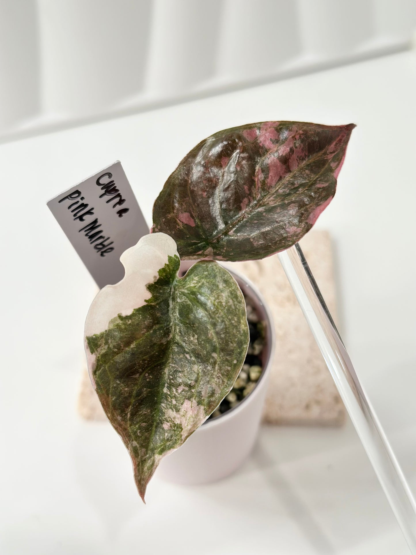 Alocasia Cuprea Variegated - pink marble