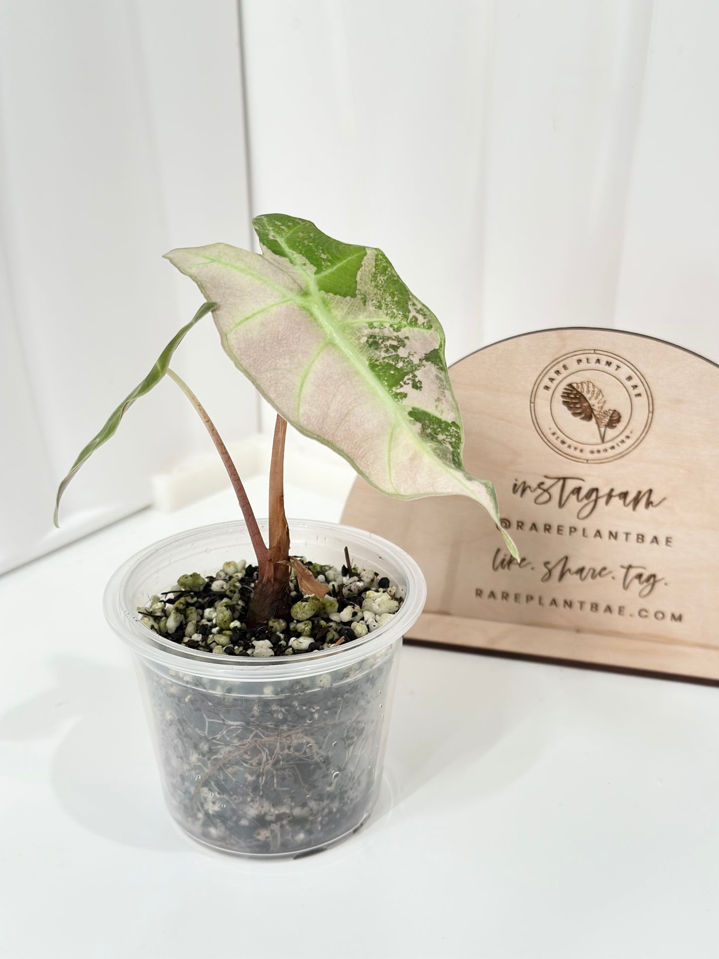 Alocasia Polly variegated - Pink