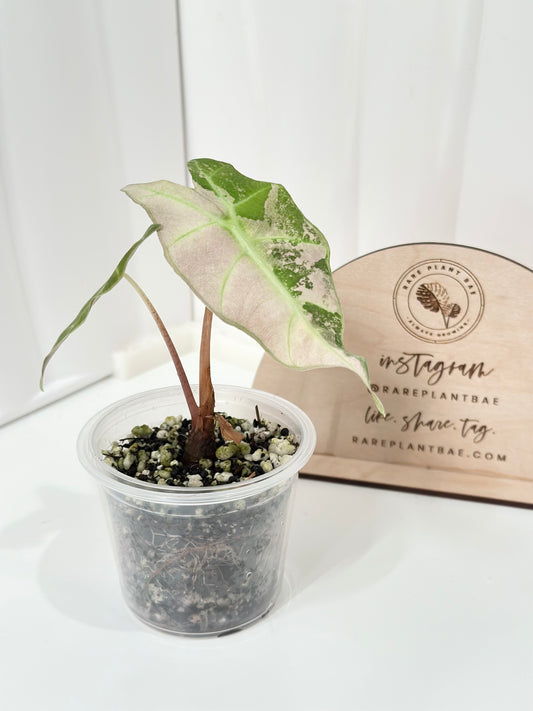 Alocasia Polly variegated - Pink