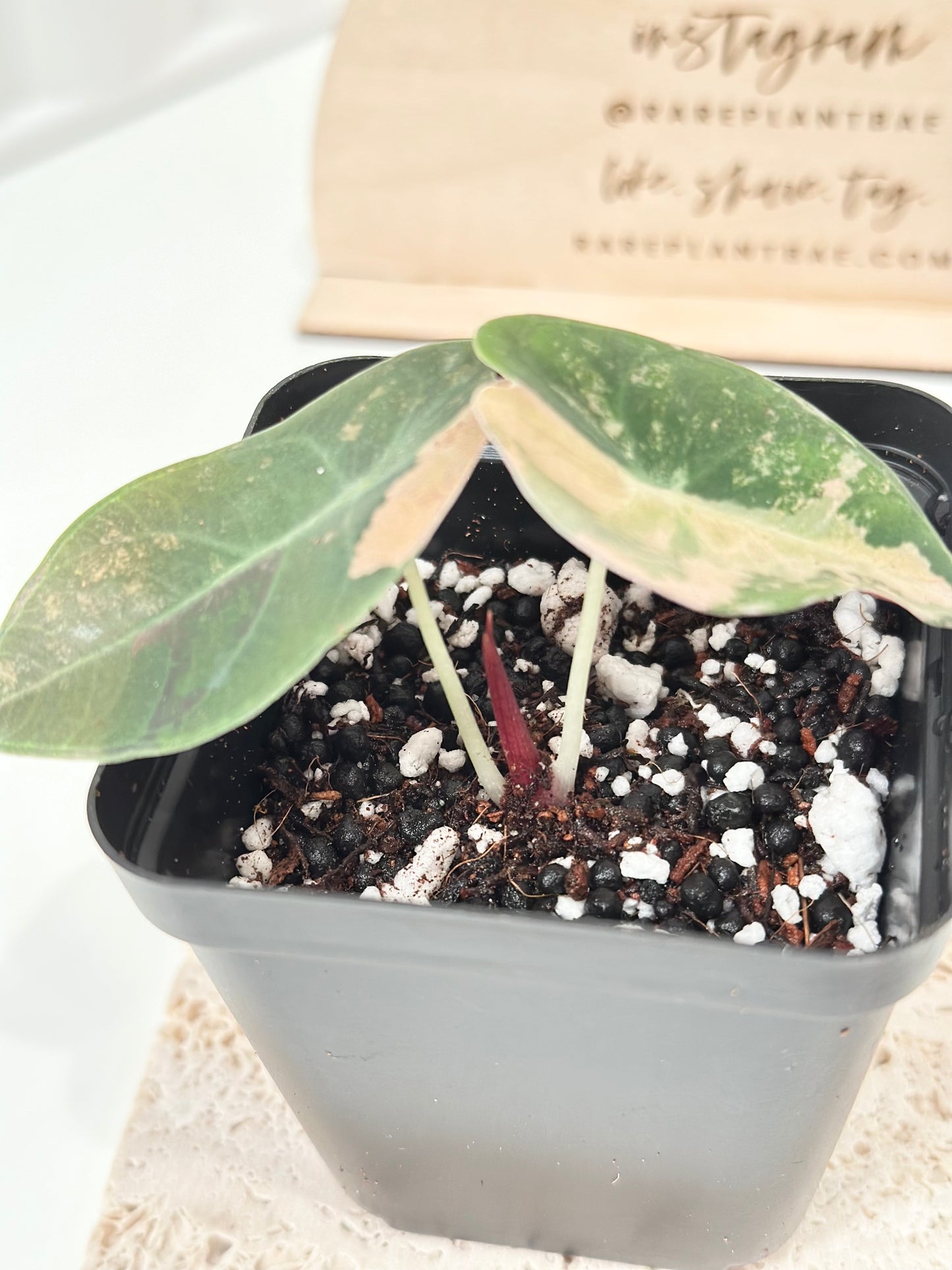 Alocasia Sedenii variegated - aurea