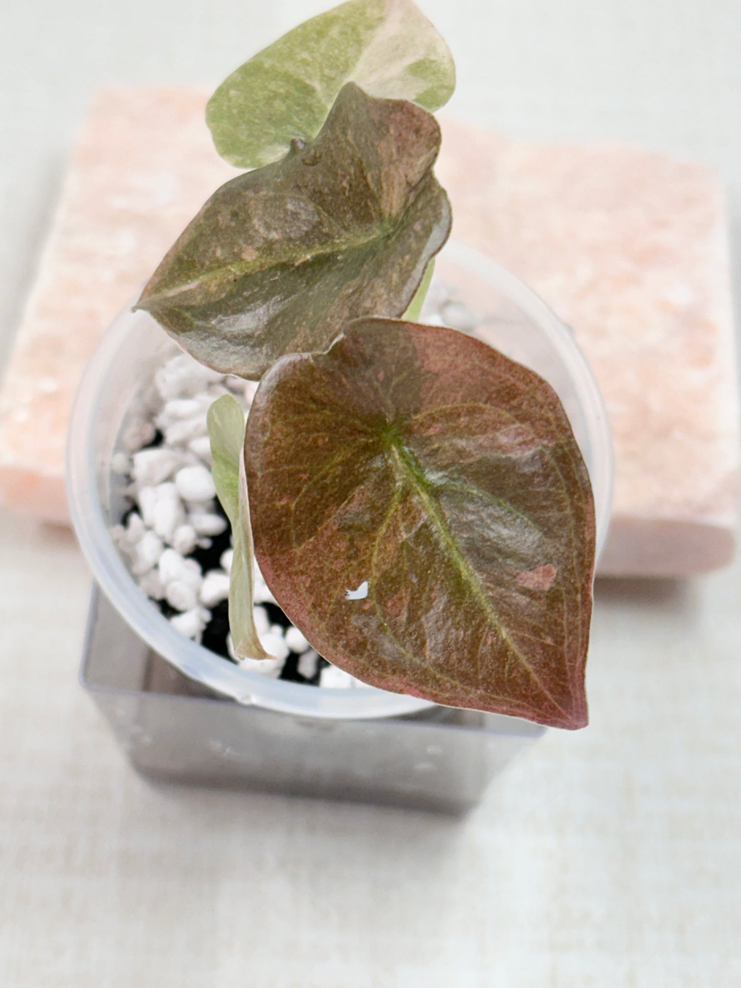 Alocasia Cuprea Variegated - Pink/Mint