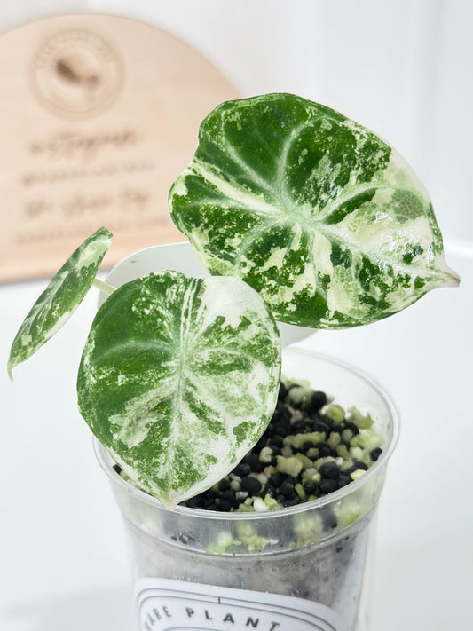 Alocasia Ninja variegated - albo