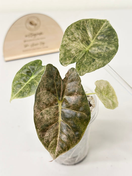 Alocasia Golden Bone variegated - pink mint (W1)