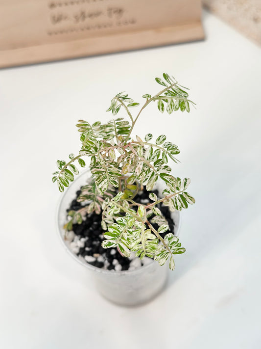 Phyllanthus Urinaria variegated - pink