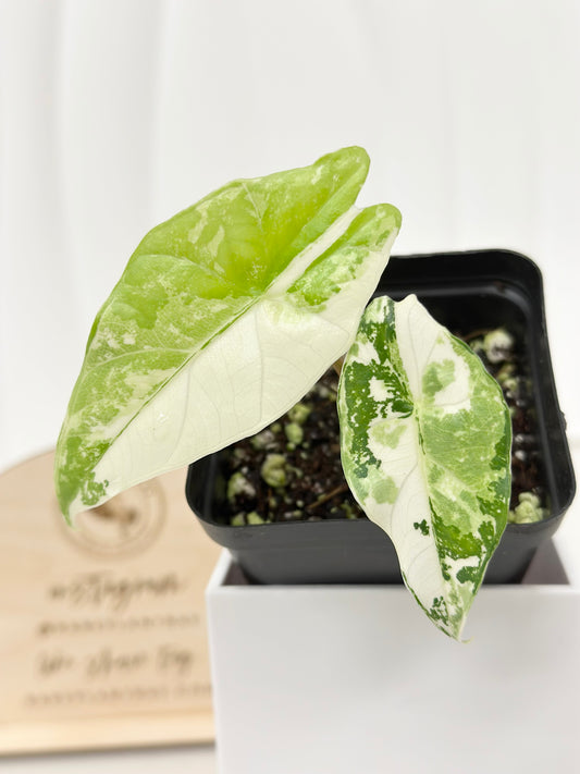 Alocasia Simpo Variegated - albo