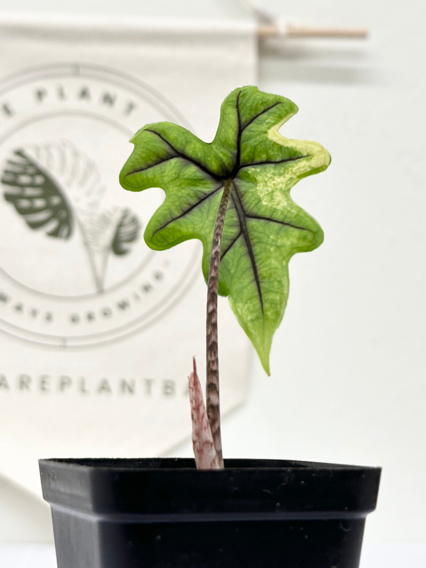 Alocasia Tandurusa variegated aurea (previously Jacklyn)