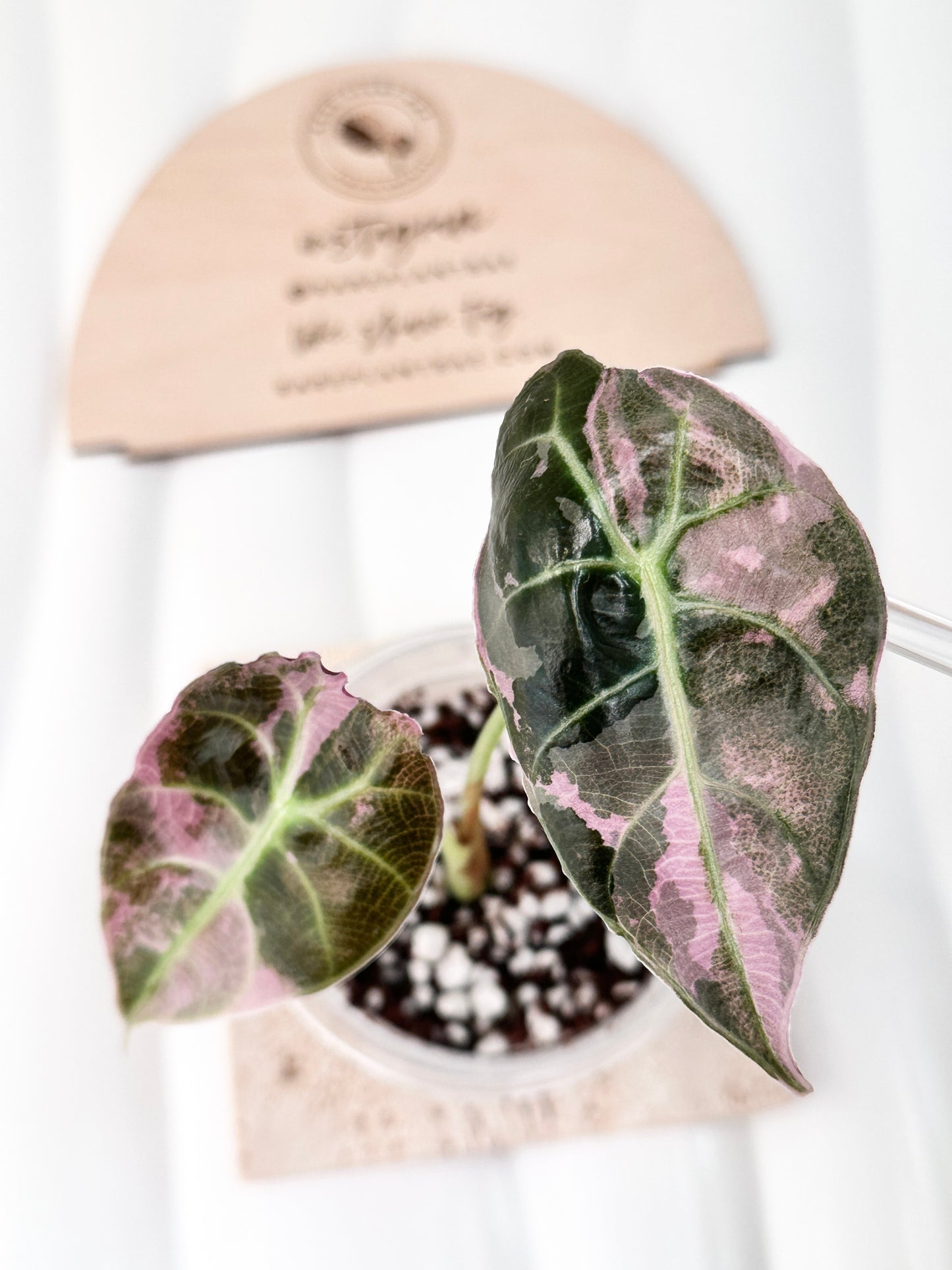 Alocasia Watsoniana Variegated Glossy - Pink/Albo