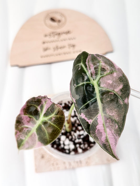 Alocasia Watsoniana Variegated Glossy - Pink/Albo