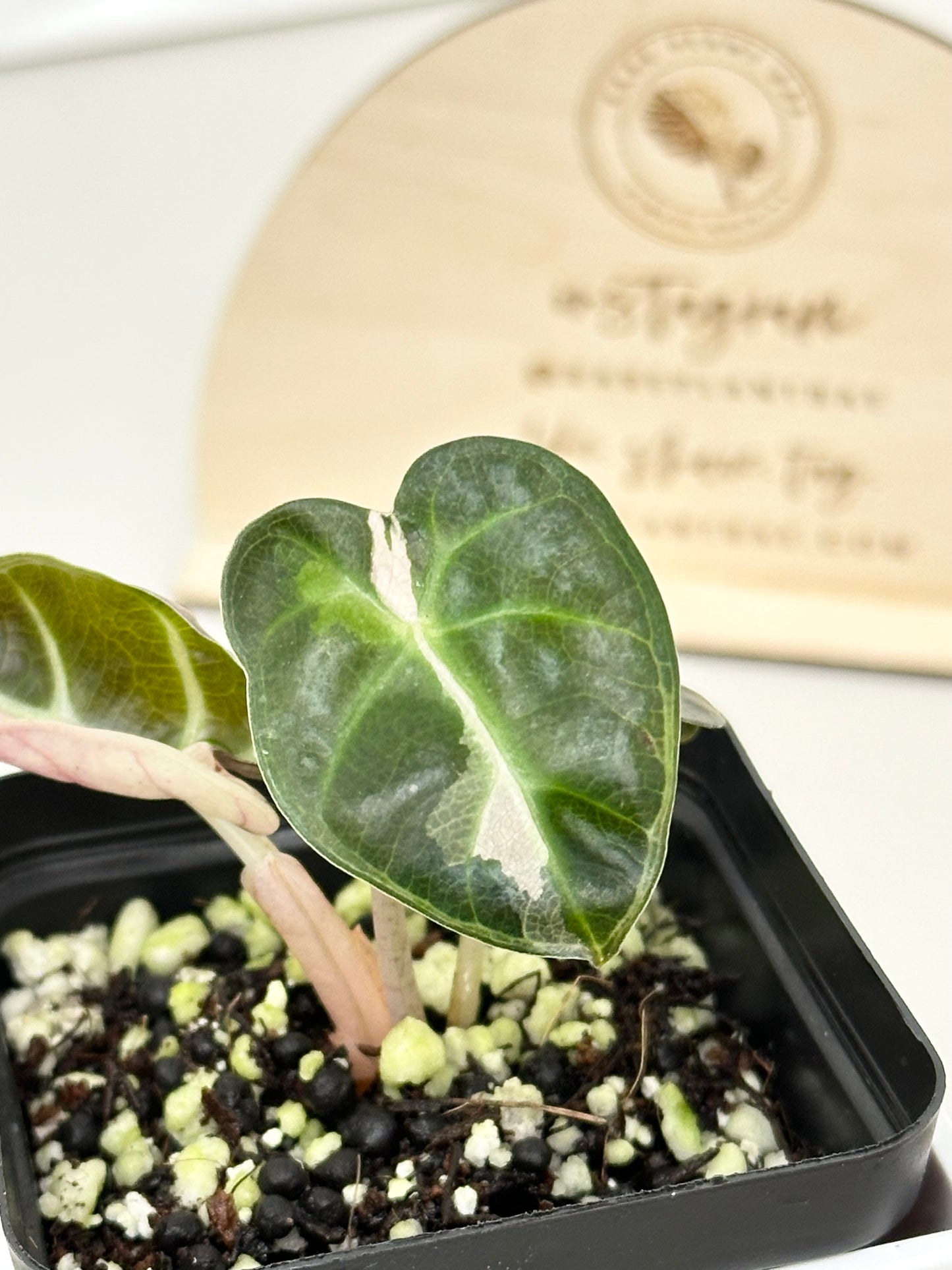 Alocasia Heart Balloon Variegated - Pink