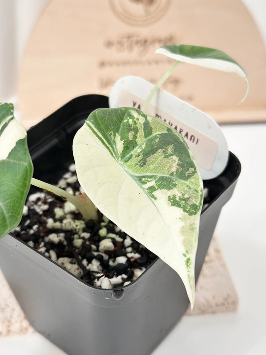 Alocasia Maharani variegated - albo