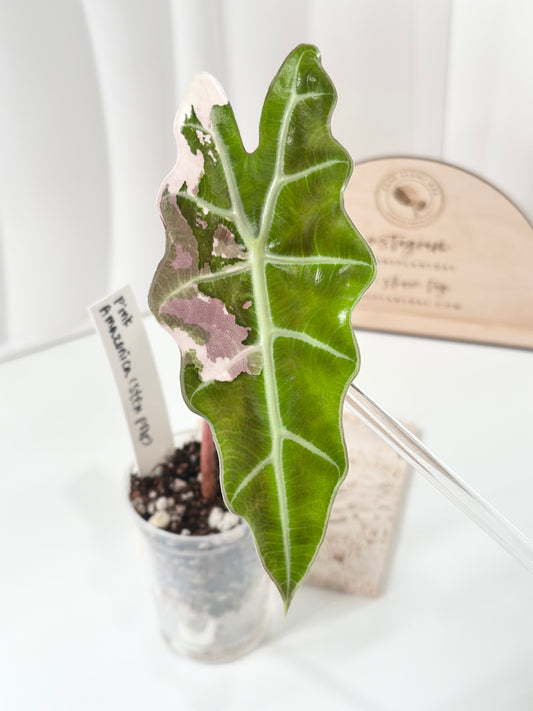 Alocasia Amazonica variegated - pink/albo (true US version) *offshoot*
