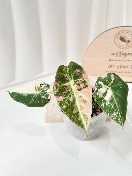 Alocasia Black Velvet Variegated - pink/albo