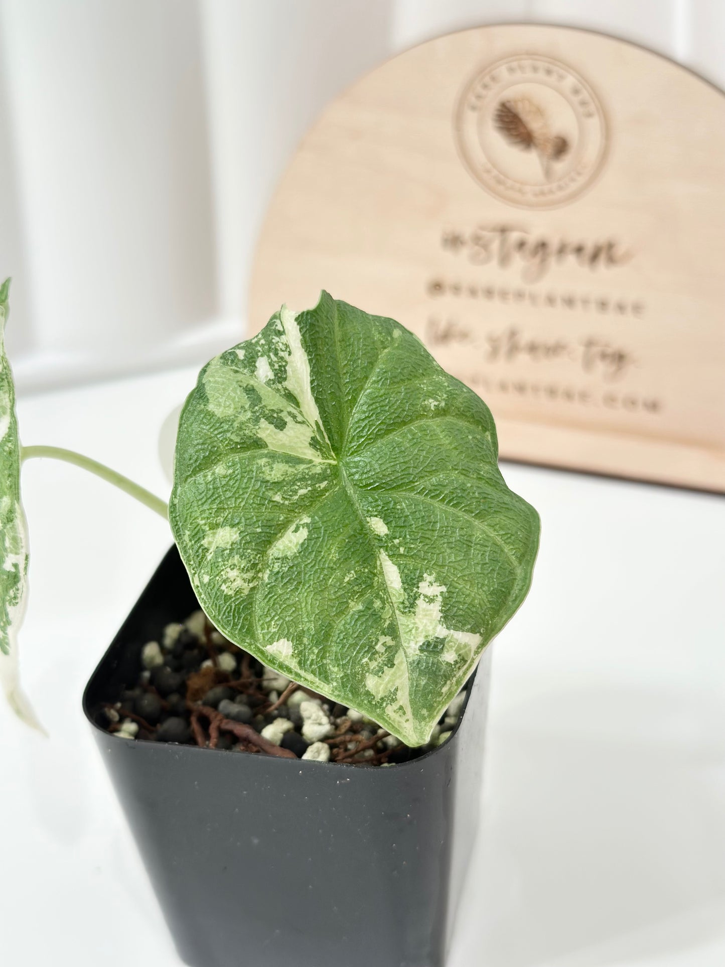 Alocasia Melo variegated - albo