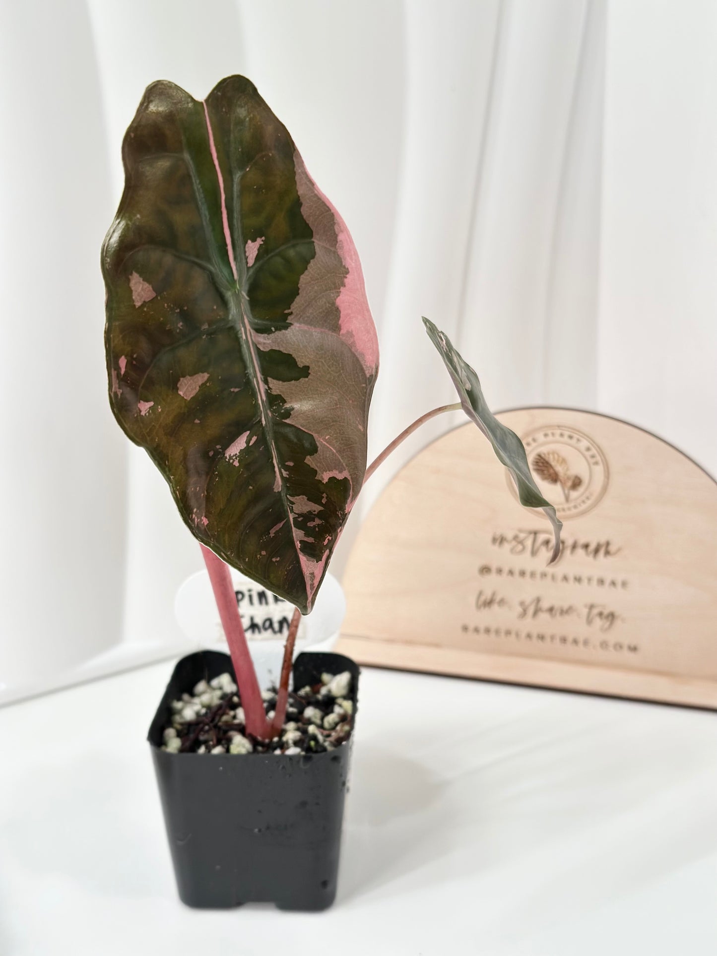 Alocasia Chantrieri Variegated - pink