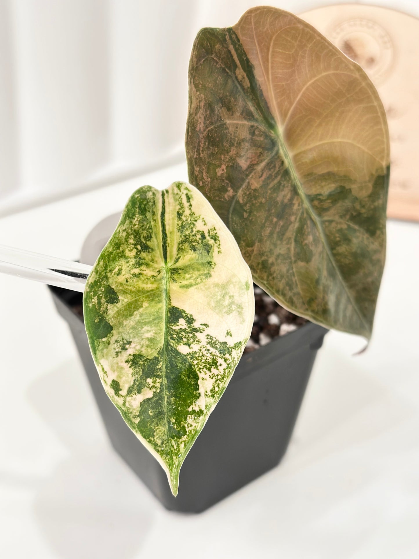 Alocasia Sedenii variegated - aurea