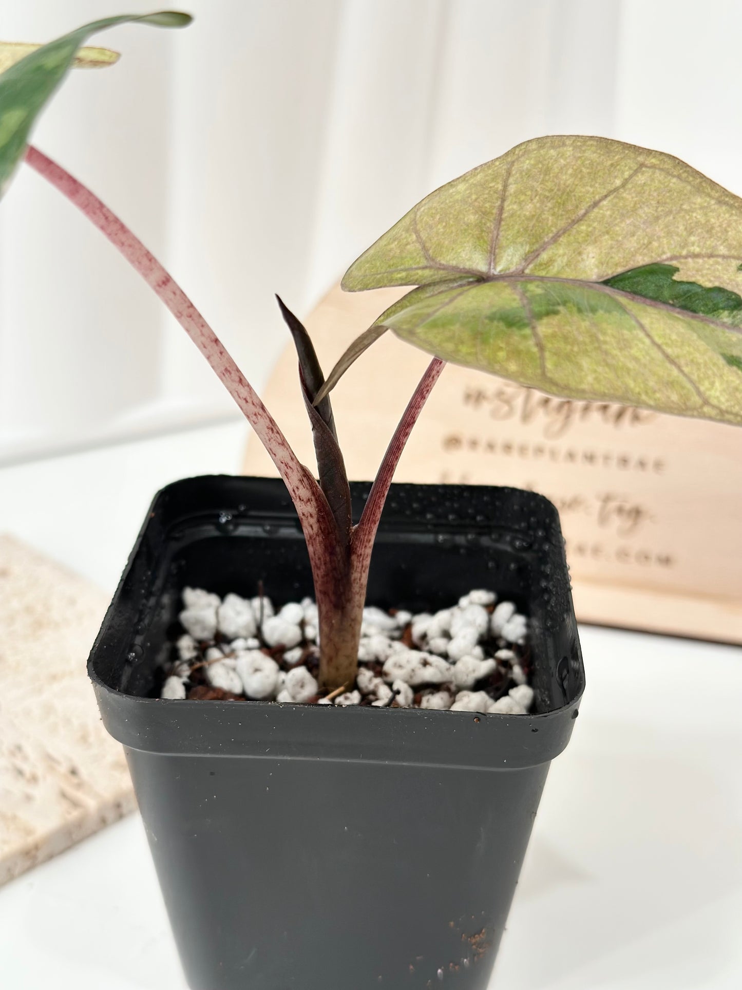 Alocasia Yucatan Princess Variegated - Aurea