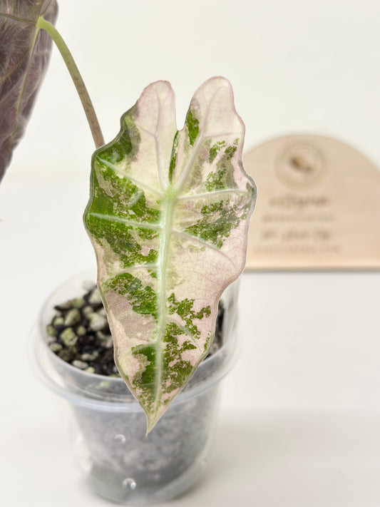 Alocasia Polly variegated - Pink