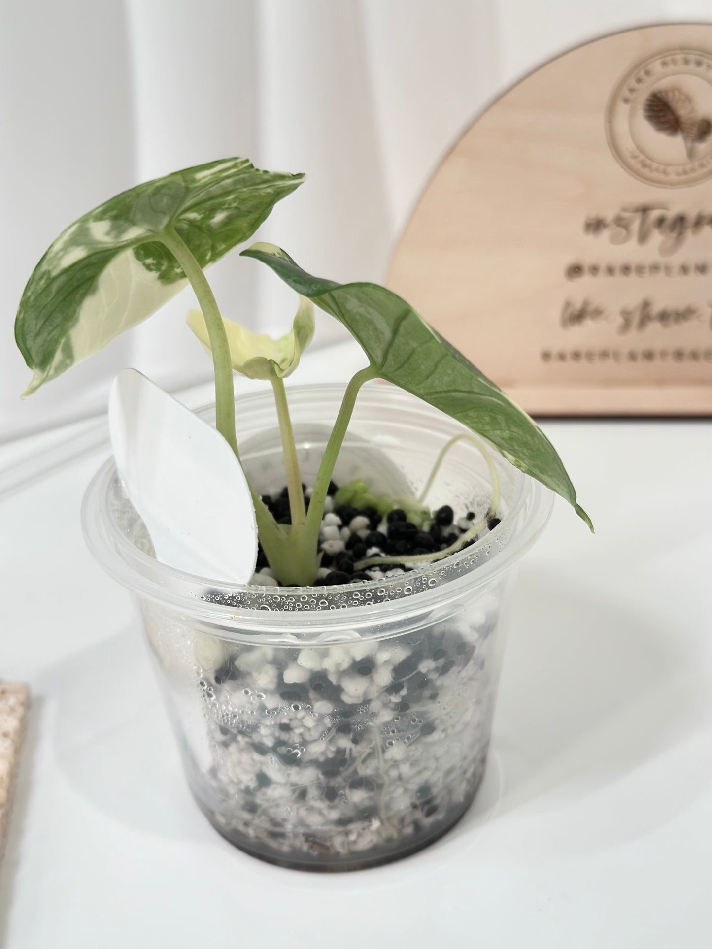 Alocasia Bisma "Platinum" variegated - albo